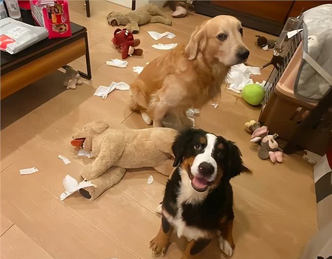 狗狗有这几个表现,暗示它非常孤独,你还不知道?