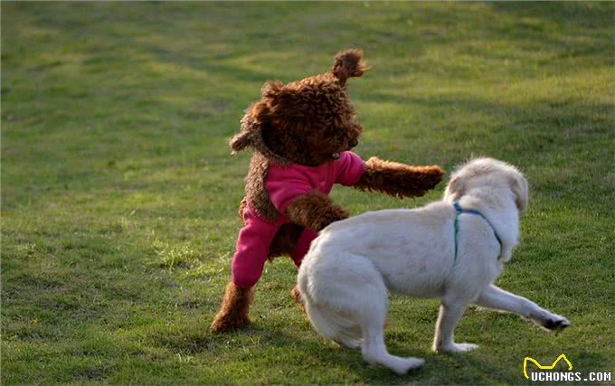 狗狗有这几个表现,暗示它非常孤独,你还不知道?