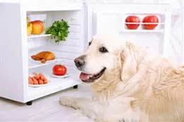 惊!吹空调竟致面瘫?狗狗笑容重现秘诀揭晓!