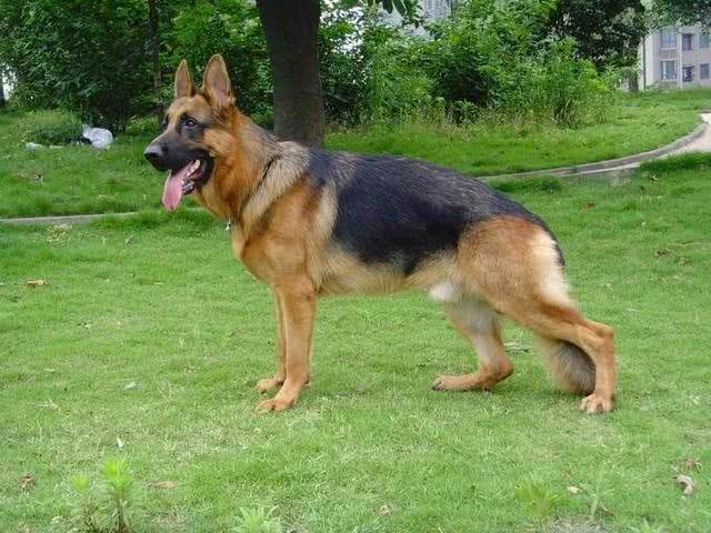 我国引进的6种军警犬品种，特性各异，用途不同!