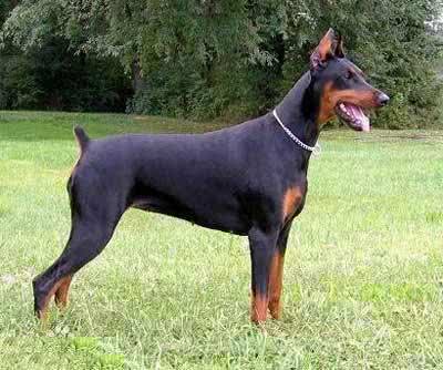 我国引进的6种军警犬品种，特性各异，用途不同!