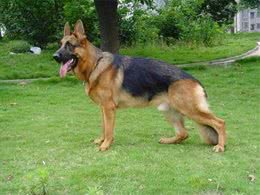 我国引进的6种军警犬品种，特性各异，用途不同!