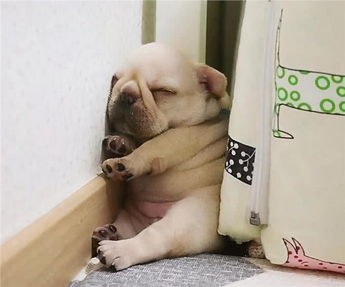 别再乱花钱了，相比狗窝，它们更爱在这些地方睡觉