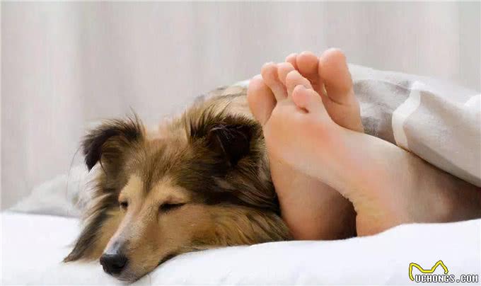 别再乱花钱了，相比狗窝，它们更爱在这些地方睡觉