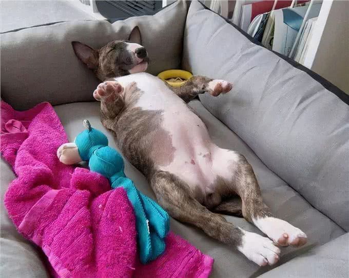 别再乱花钱了，相比狗窝，它们更爱在这些地方睡觉