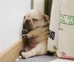 别再乱花钱了，相比狗窝，它们更爱在这些地方睡觉