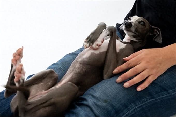 狗狗的放松位置之谜:理解与误区的解析