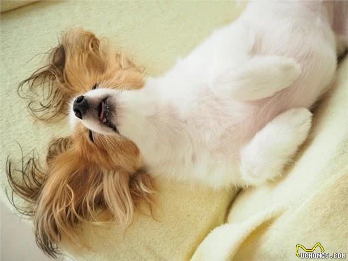 狗狗的放松位置之谜:理解与误区的解析