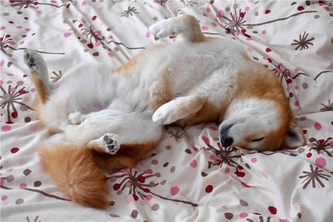 狗狗的放松位置之谜:理解与误区的解析