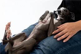 狗狗的放松位置之谜:理解与误区的解析