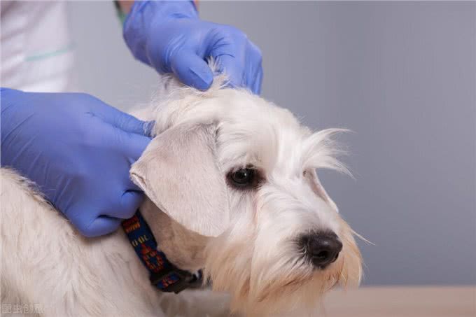 养狗小贴士:狗狗耳螨一直不好怎么办，求方法