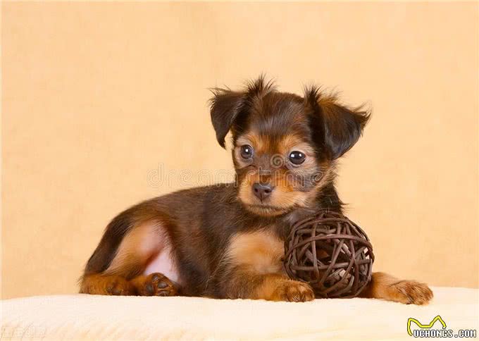 养狗小贴士:狗狗耳螨一直不好怎么办，求方法