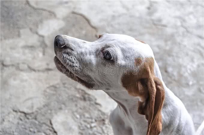 养狗小贴士:狗狗耳螨一直不好怎么办，求方法