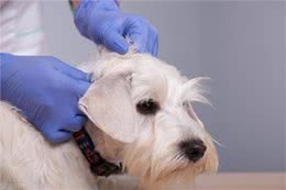 养狗小贴士:狗狗耳螨一直不好怎么办，求方法