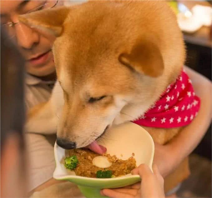 亲自为爱犬做饭,推荐以下几种适合狗狗的减肥食品