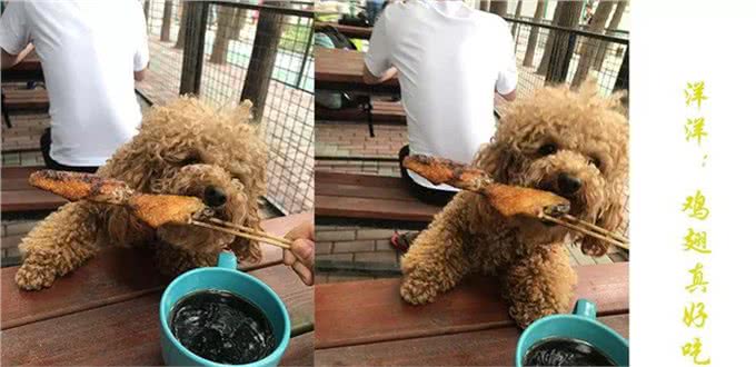 亲自为爱犬做饭,推荐以下几种适合狗狗的减肥食品