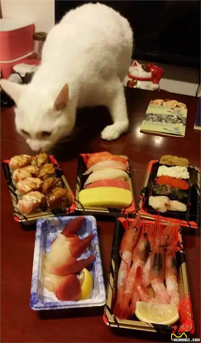 亲自为爱犬做饭,推荐以下几种适合狗狗的减肥食品