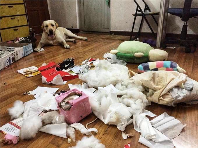 狗狗运动量不足的5种表现，后果很严重哦