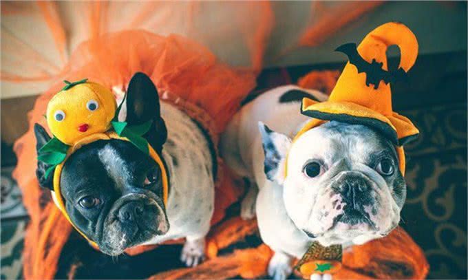 想养一只狗狗了吗?看看这篇不一样的狗狗分类，挑选适合你的爱犬