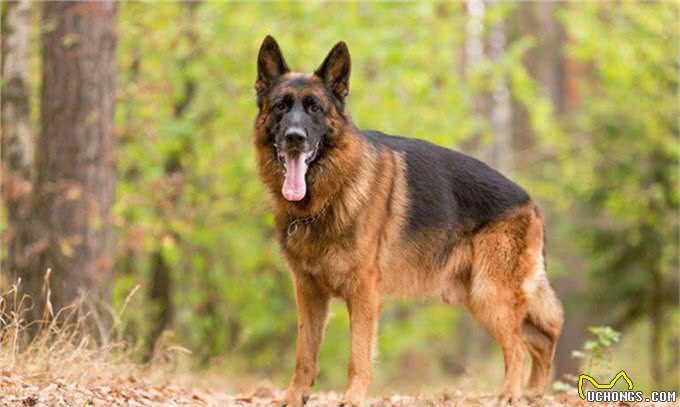 想养一只狗狗了吗?看看这篇不一样的狗狗分类，挑选适合你的爱犬