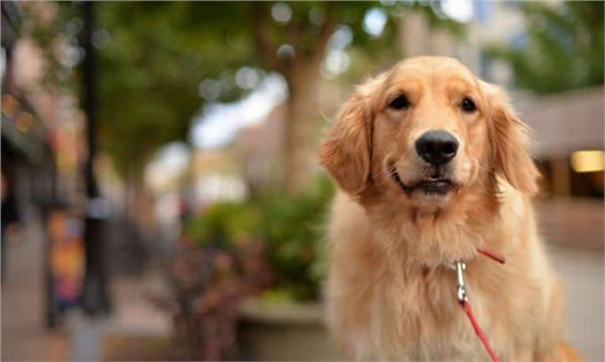 想养一只狗狗了吗?看看这篇不一样的狗狗分类，挑选适合你的爱犬