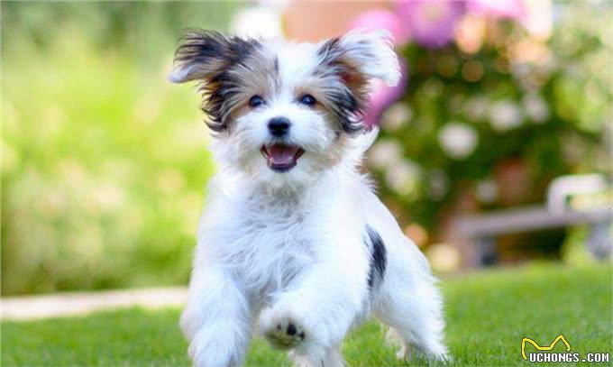 想养一只狗狗了吗?看看这篇不一样的狗狗分类，挑选适合你的爱犬