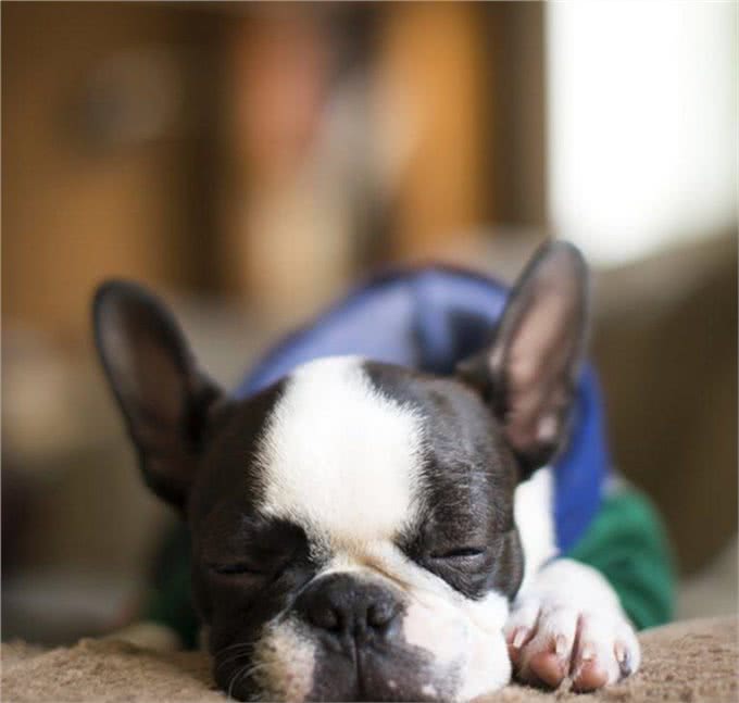 想养一只狗狗了吗?看看这篇不一样的狗狗分类，挑选适合你的爱犬