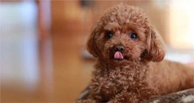 想养一只狗狗了吗?看看这篇不一样的狗狗分类，挑选适合你的爱犬