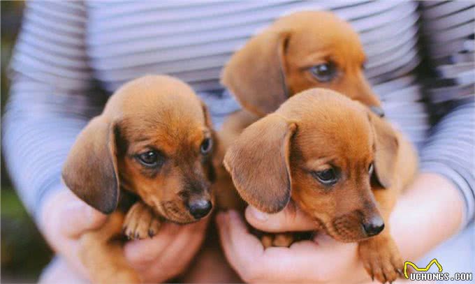 想养一只狗狗了吗?看看这篇不一样的狗狗分类，挑选适合你的爱犬