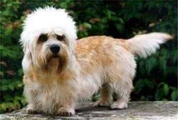 丹迪丁蒙梗可不是一般的西施哦，看看这种宠物狗如何