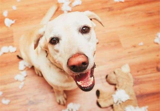 这4种教育狗狗的方式,能让它们不再犯错,你觉得哪个好?