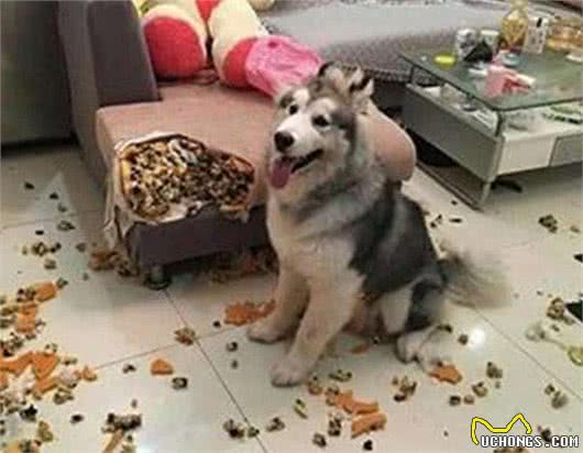 这4种教育狗狗的方式,能让它们不再犯错,你觉得哪个好?