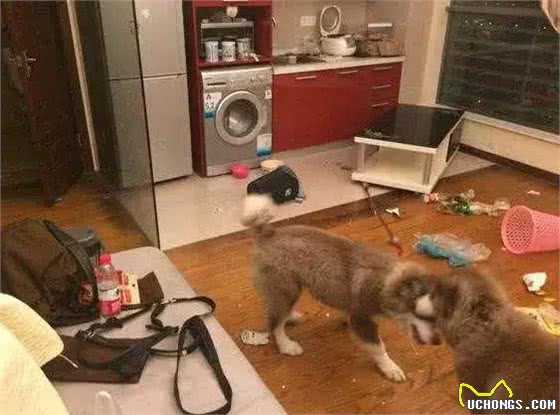 这4种教育狗狗的方式,能让它们不再犯错,你觉得哪个好?