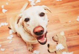 这4种教育狗狗的方式，能让它们不再犯错，你觉得哪个好?