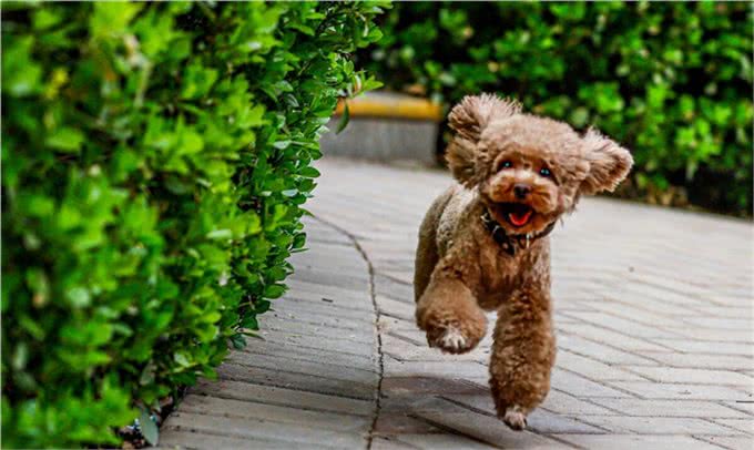 纯种泰迪多少钱?纯种泰迪犬价格是多少