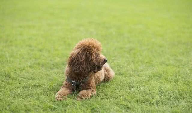 纯种泰迪多少钱?纯种泰迪犬价格是多少