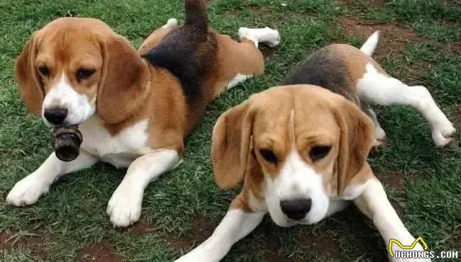 真是奇了怪了,主人出真差,小狗学会说话了吗?