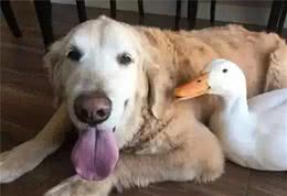 真是奇了怪了，主人出真差，小狗学会说话了吗?