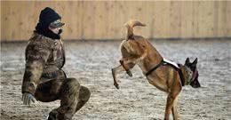 狗狗培养规矩礼仪的秘诀