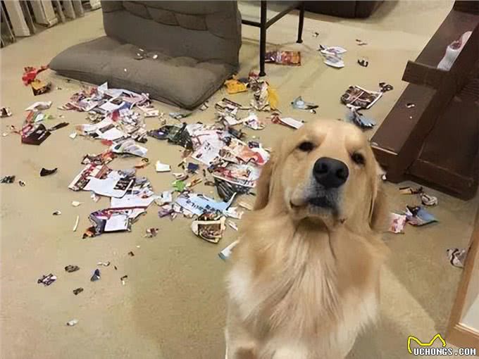 养狗的好处和坏处,一文总结!网友:过于真实了