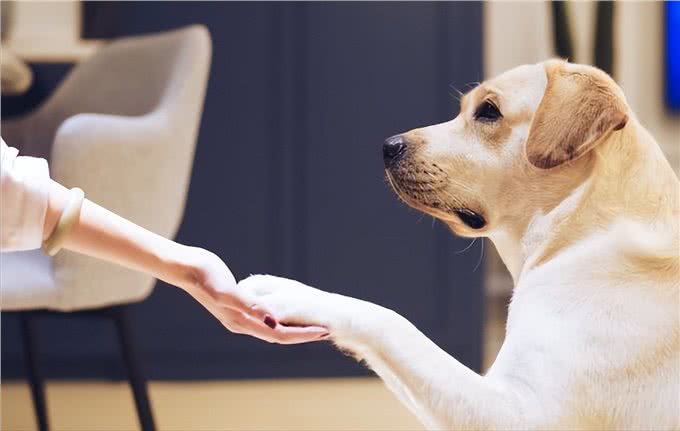 养狗的好处和坏处,一文总结!网友:过于真实了