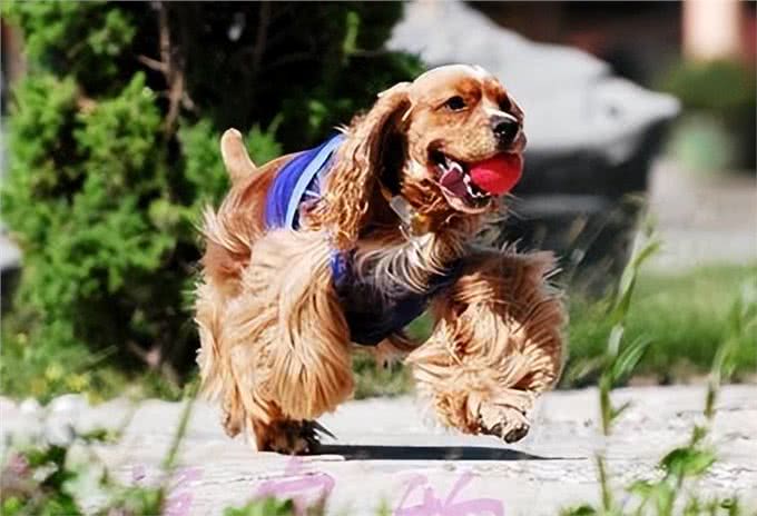 养狗的好处和坏处,一文总结!网友:过于真实了