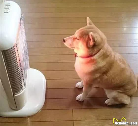 比起寒冷，穿衣服开暖气狗狗更易病