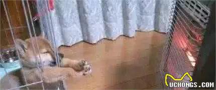 比起寒冷，穿衣服开暖气狗狗更易病