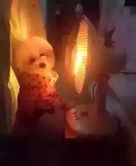 比起寒冷，穿衣服开暖气狗狗更易病