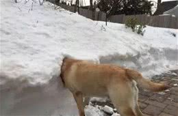 比起寒冷，穿衣服开暖气狗狗更易病