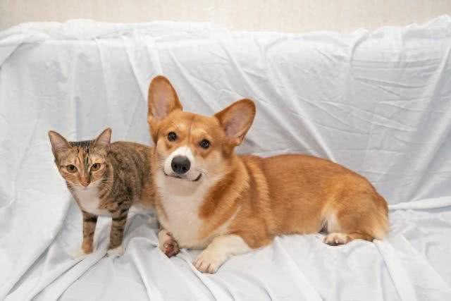 为什么刚买回来的小猫小狗,养几天就生病了,其中有什么秘密