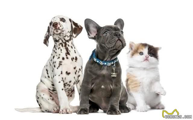 为什么刚买回来的小猫小狗,养几天就生病了,其中有什么秘密