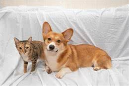 为什么刚买回来的小猫小狗，养几天就生病了，其中有什么秘密