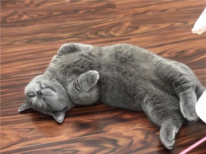 新手养猫须知：初次养猫的注意事项和需要准备什么?
